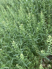 Lepidium ruderale