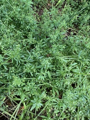 Galium aparine