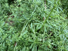 Galium aparine
