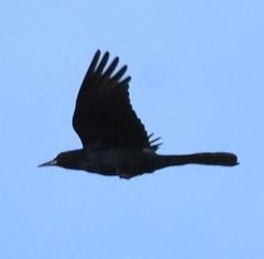 Quiscalus major