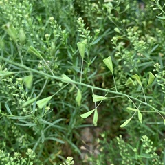 Capsella bursa-pastoris