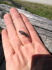 Calopus serraticornis