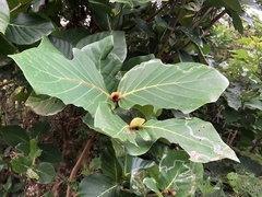 Neonauclea reticulata