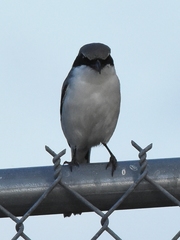 Lanius ludovicianus