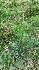 Poa