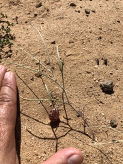 Astragalus ceramicus