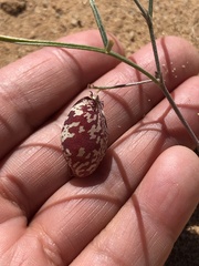 Astragalus ceramicus