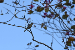 Setophaga coronata coronata
