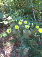 Andryala integrifolia
