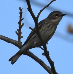 Setophaga coronata coronata