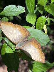 Cymothoe hyarbita hyarbita