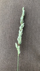 Poa