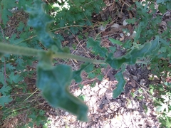 Andryala integrifolia