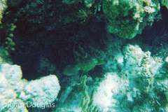 Epinephelus striatus
