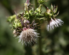 Cirsium fontinale