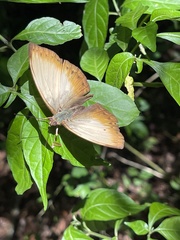 Cymothoe hyarbita hyarbita