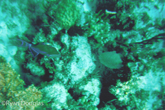 Balistes vetula