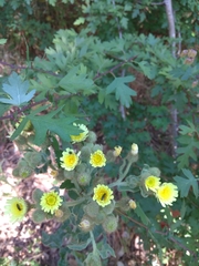 Andryala integrifolia