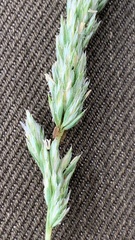Poa