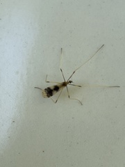 Erioptera venusta