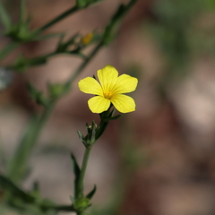 Linum mucronatum