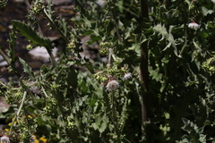 Cirsium fontinale