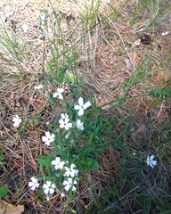 Silene linnaeana