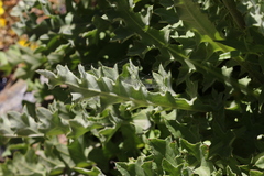 Cirsium fontinale