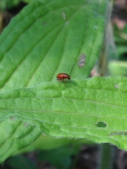 Longitarsus subrufus