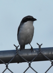 Lanius ludovicianus