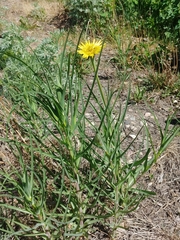Tragopogon dubius