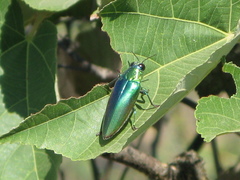 Chrysochroinae