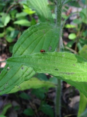 Longitarsus subrufus