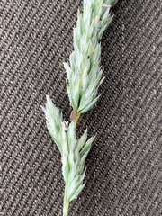 Poa