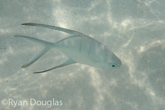 Trachinotus goodei
