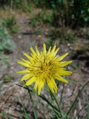 Tragopogon dubius