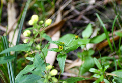 Millerieae