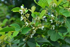 Dendrolobium umbellatum