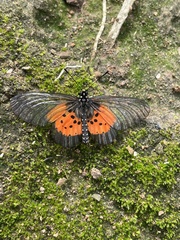 Acraea quirina
