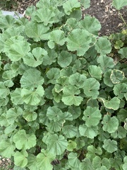 Malva pusilla