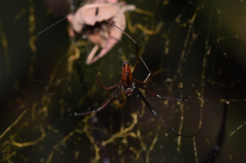 Redleg Orbweaver