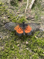 Acraea quirina