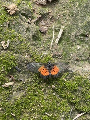 Acraea quirina