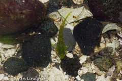 Oligocottus maculosus