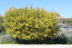 Fabaceae
