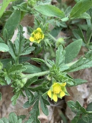 Potentilla argentea
