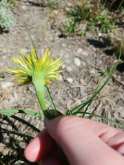 Tragopogon dubius