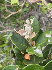 Eugenia erythrophylla