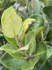 Eugenia erythrophylla