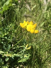 Lotus corniculatus